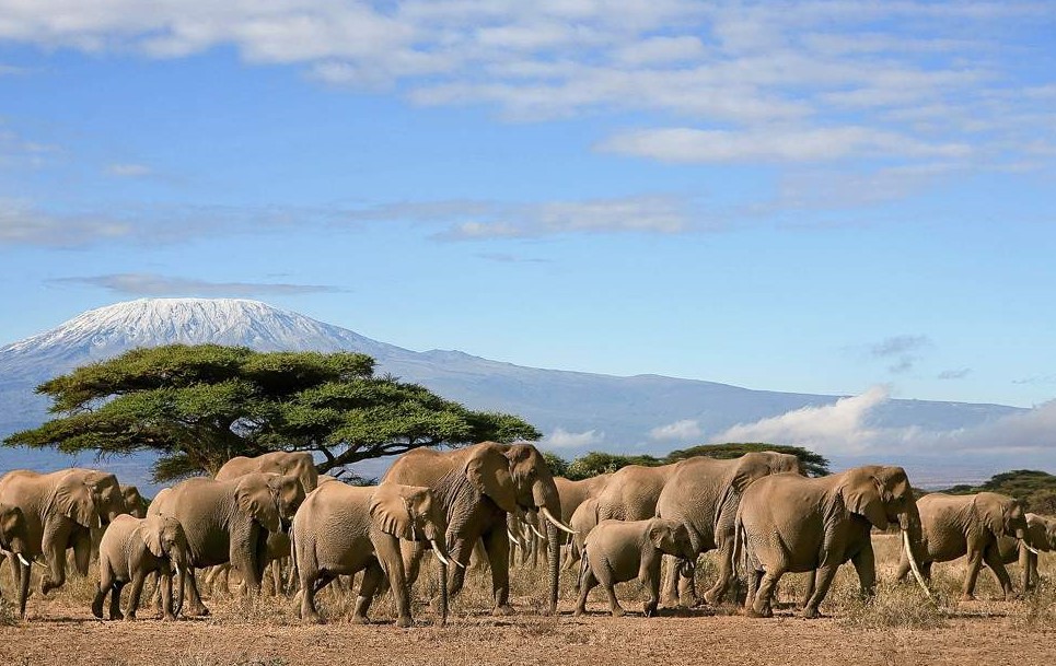 5-Days Adventure in the heart of Amboseli, Lake Nakuru and Maasai Mara