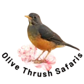 Olive Thrush Safaris
