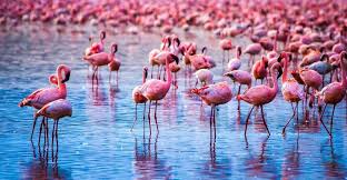 5-Days Adventure in the heart of Amboseli, Lake Nakuru and Maasai Mara