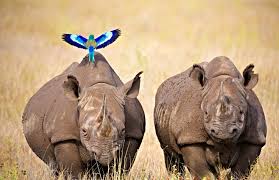5-Day Kenya Luxury Safari/ Amboseli/ Olpajeta to Samburu