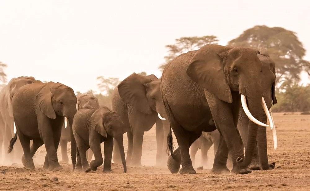 4-Day 3 nights Safari Adventure in Amboseli and Tsavo National Parks