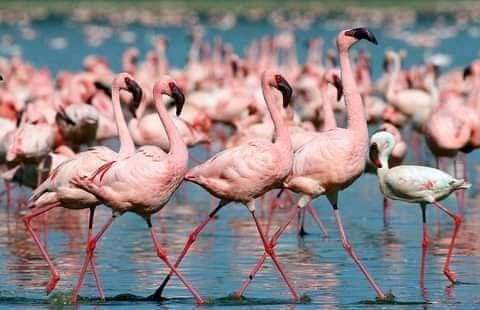 5-Day 4 nights Safari Adventure: Exploring Maasai Mara, Lake Naivasha & Lake Nakuru