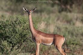 A 3 Day 2 Nights Samburu Special Five Safari