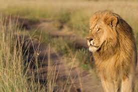 5-Day Ultimate Safari: Discover Amboseli, Lake Naivasha & Maasai Mara